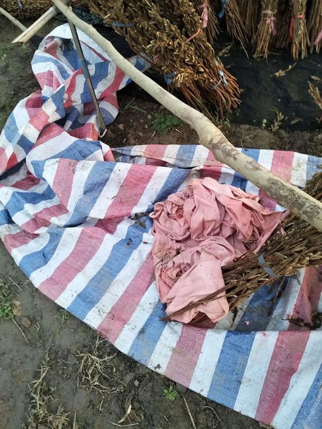 儀征玫瑰園最新動態，浪漫綻放與綠意盎然的生活體驗