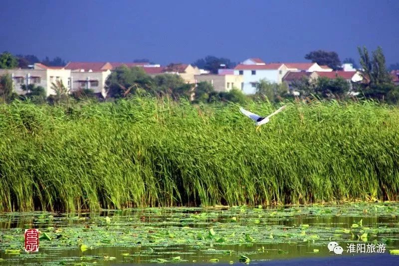 淮陽新網發布最新規劃動態