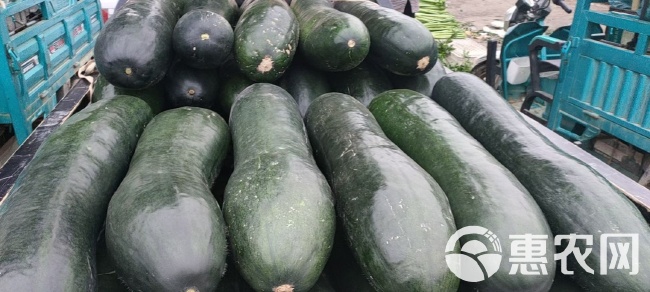 山東冬瓜最新價格行情動態更新