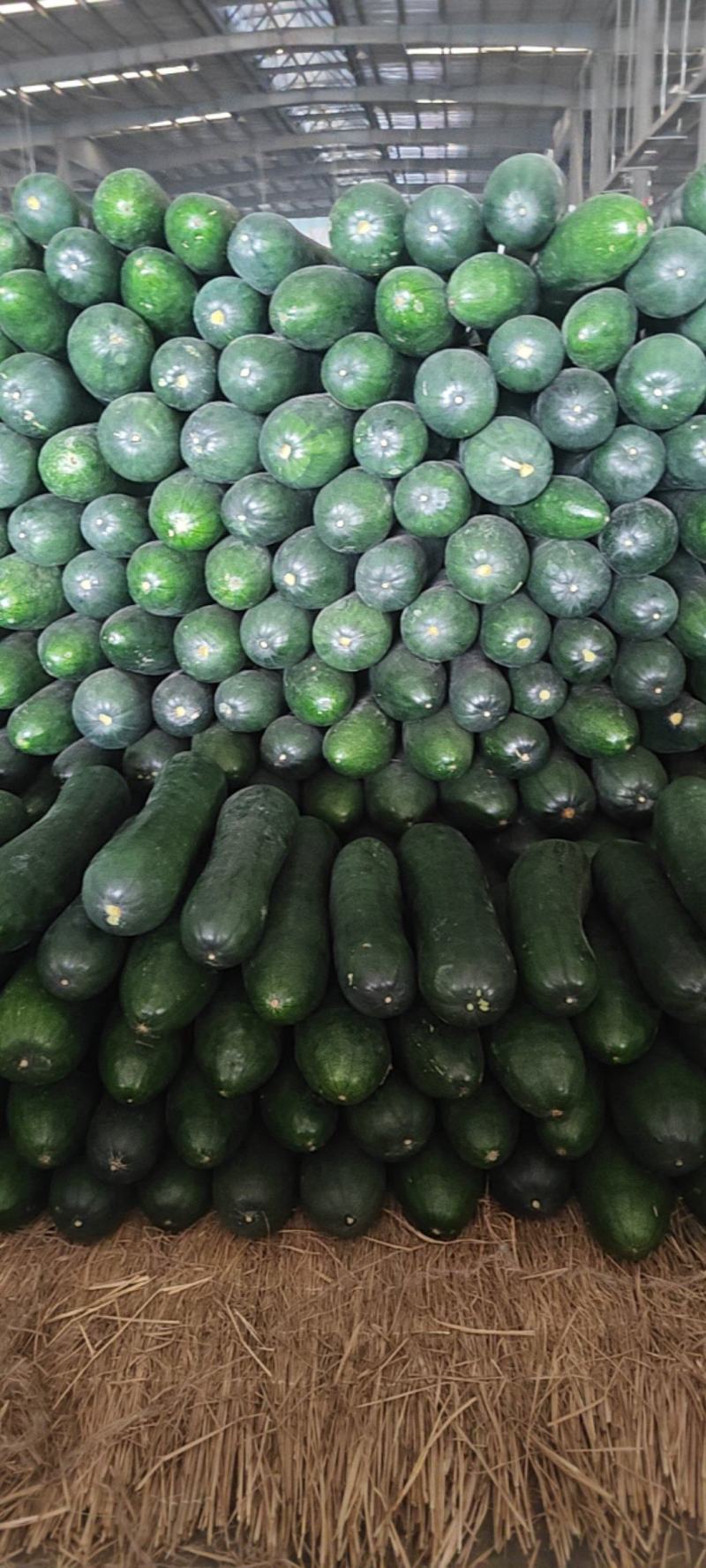 山東冬瓜最新價格行情動態更新