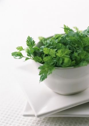 16年最新松花菜品種引領蔬菜種植新風潮