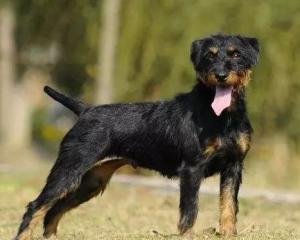 最新德國獵梗出售，背景、時(shí)代地位與影響分析