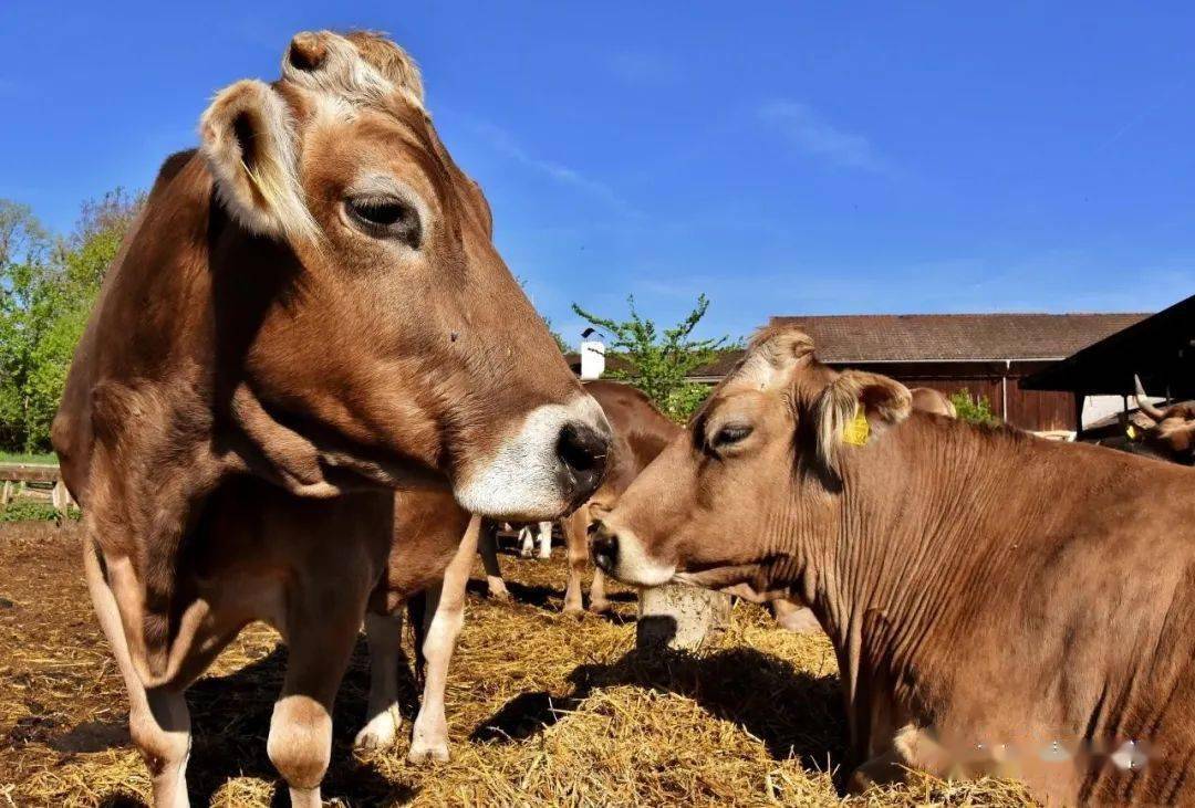 錢牛牛最新動態揭秘，牛運亨通的奇妙日常故事