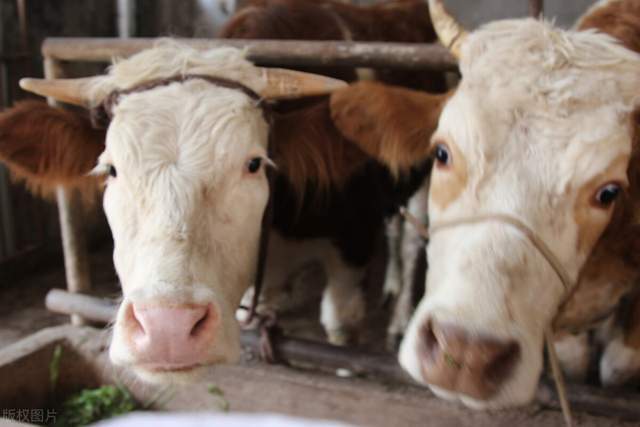 錢牛牛最新動態揭秘,牛運亨通的奇妙日常故事