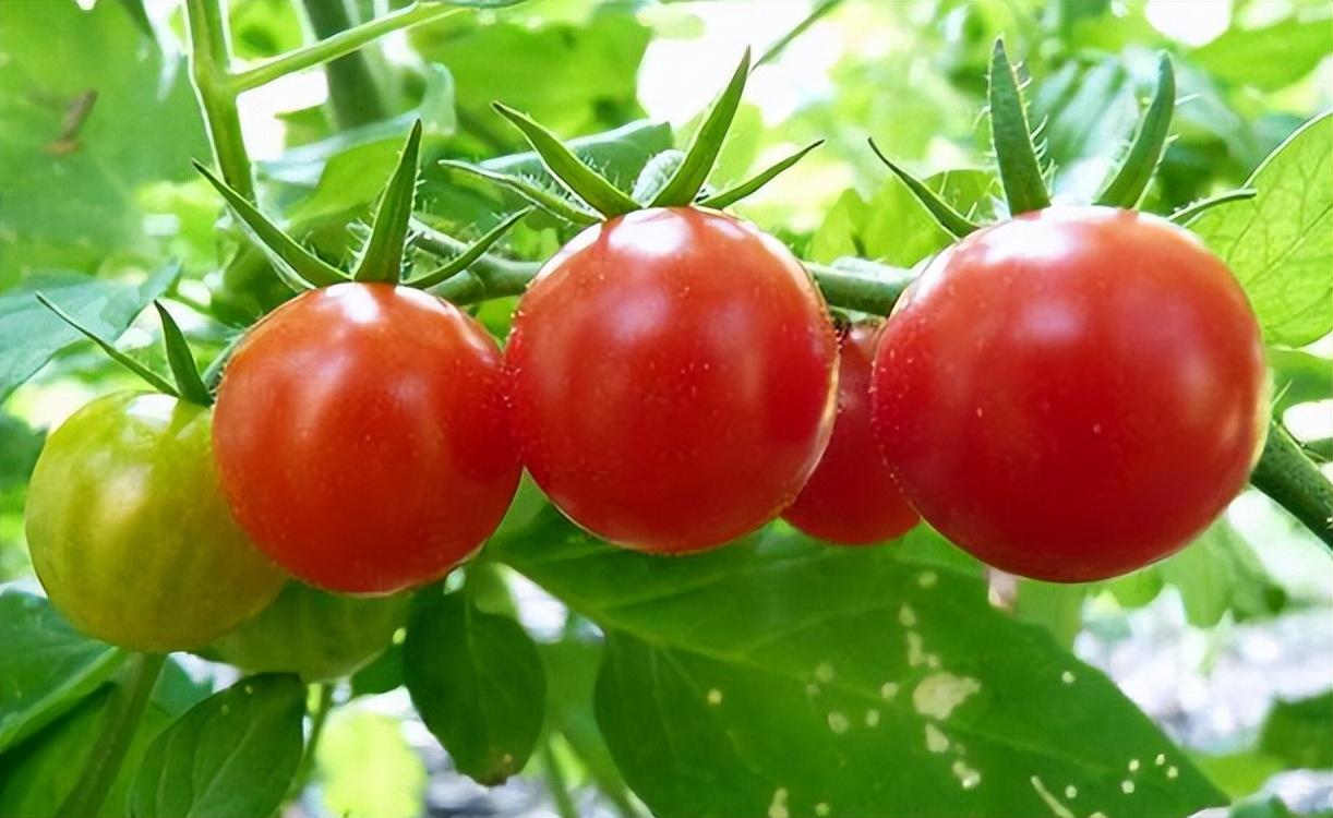 探索小巷美食秘境,最新西紅柿作品嘗鮮記