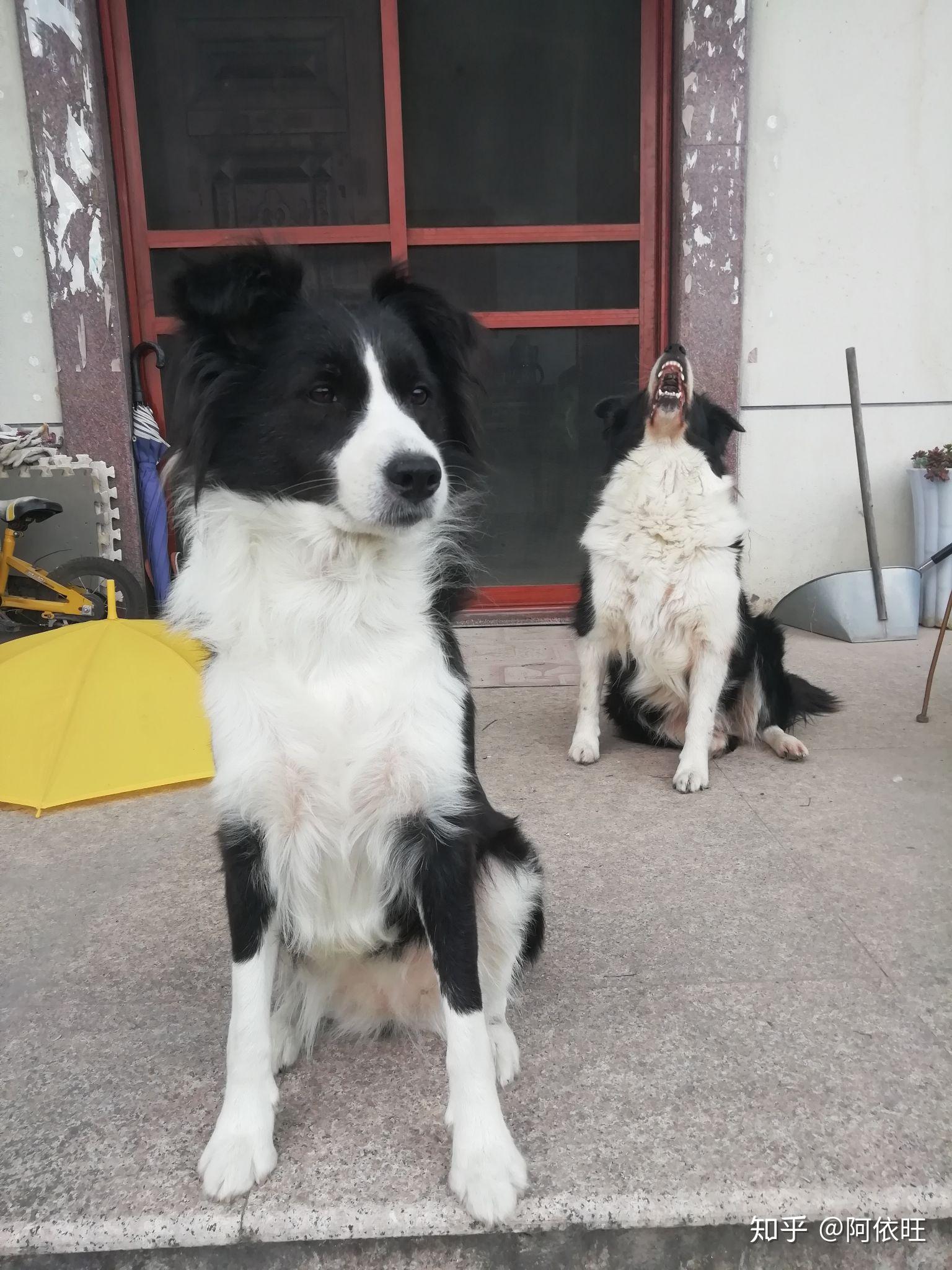 免費領養邊牧2025,小巷特色小店與邊境牧羊犬的不解之緣