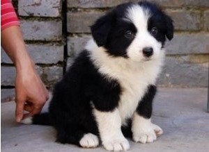 免費領養邊牧2025,小巷特色小店與邊境牧羊犬的不解之緣