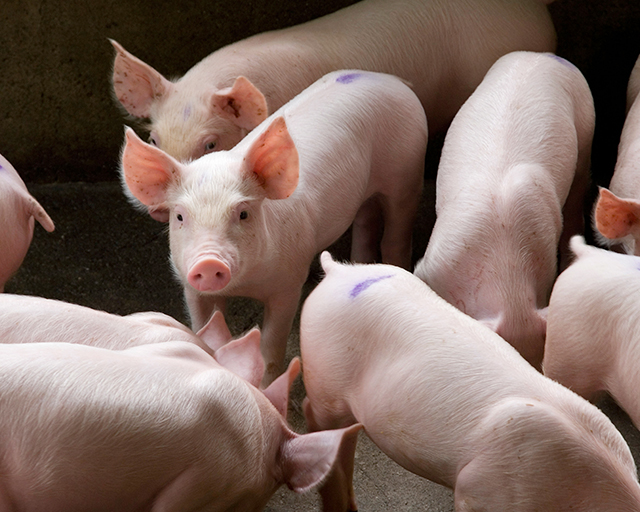 湖南郴州最新豬價走勢與尋找內心平靜的自然之旅