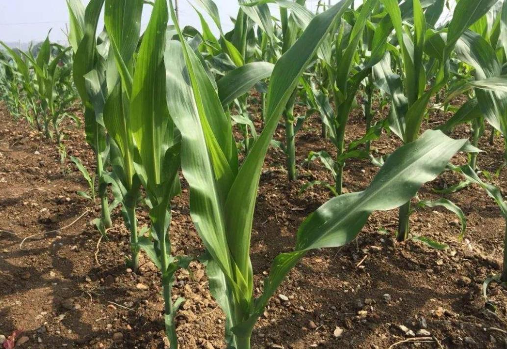 南陽玉米最新價(jià)格行情更新,玉米市場動(dòng)態(tài)解析