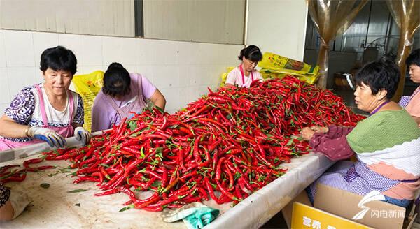 全國辣椒最新價格行情,科技引領產業變革,塑造未來生活新趨勢