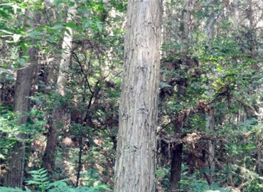 安徽國(guó)有林場(chǎng)改制開啟綠色新篇章,推動(dòng)可持續(xù)發(fā)展??