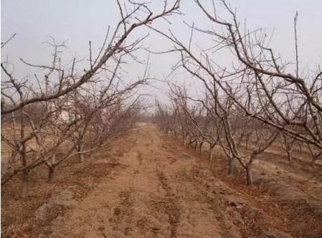 桃樹最新品種介紹大全,全面解析最新桃樹品種