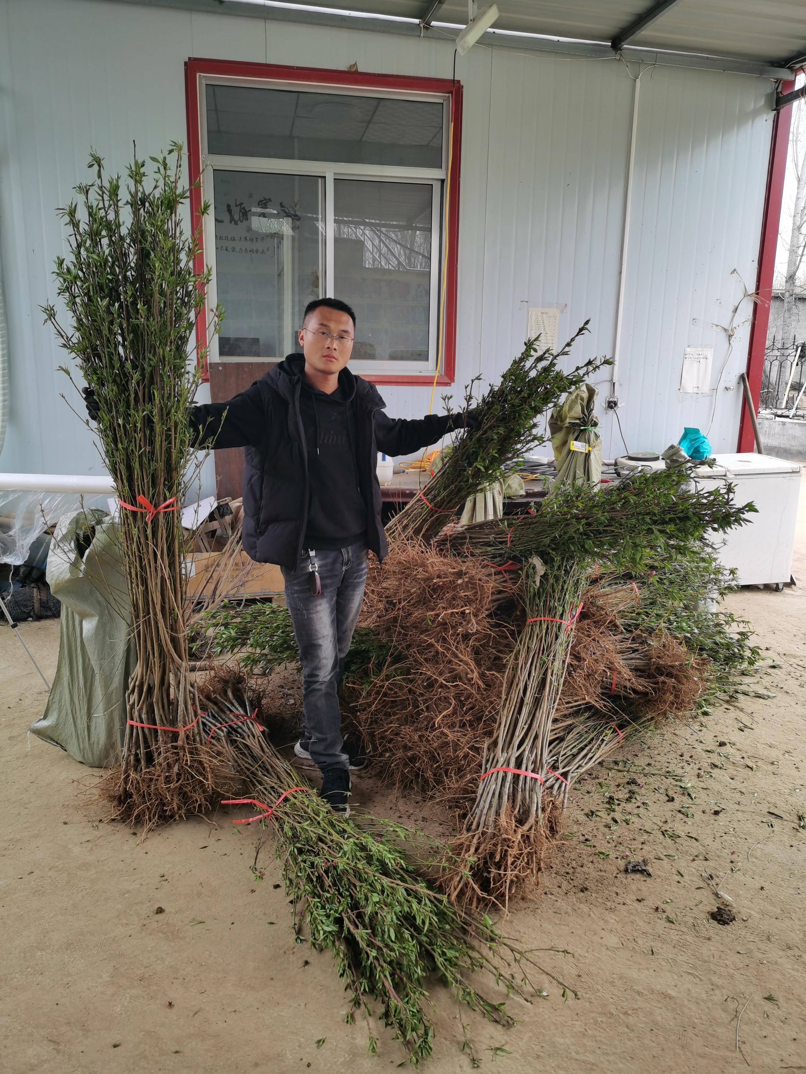 桃樹最新品種介紹大全,全面解析最新桃樹品種