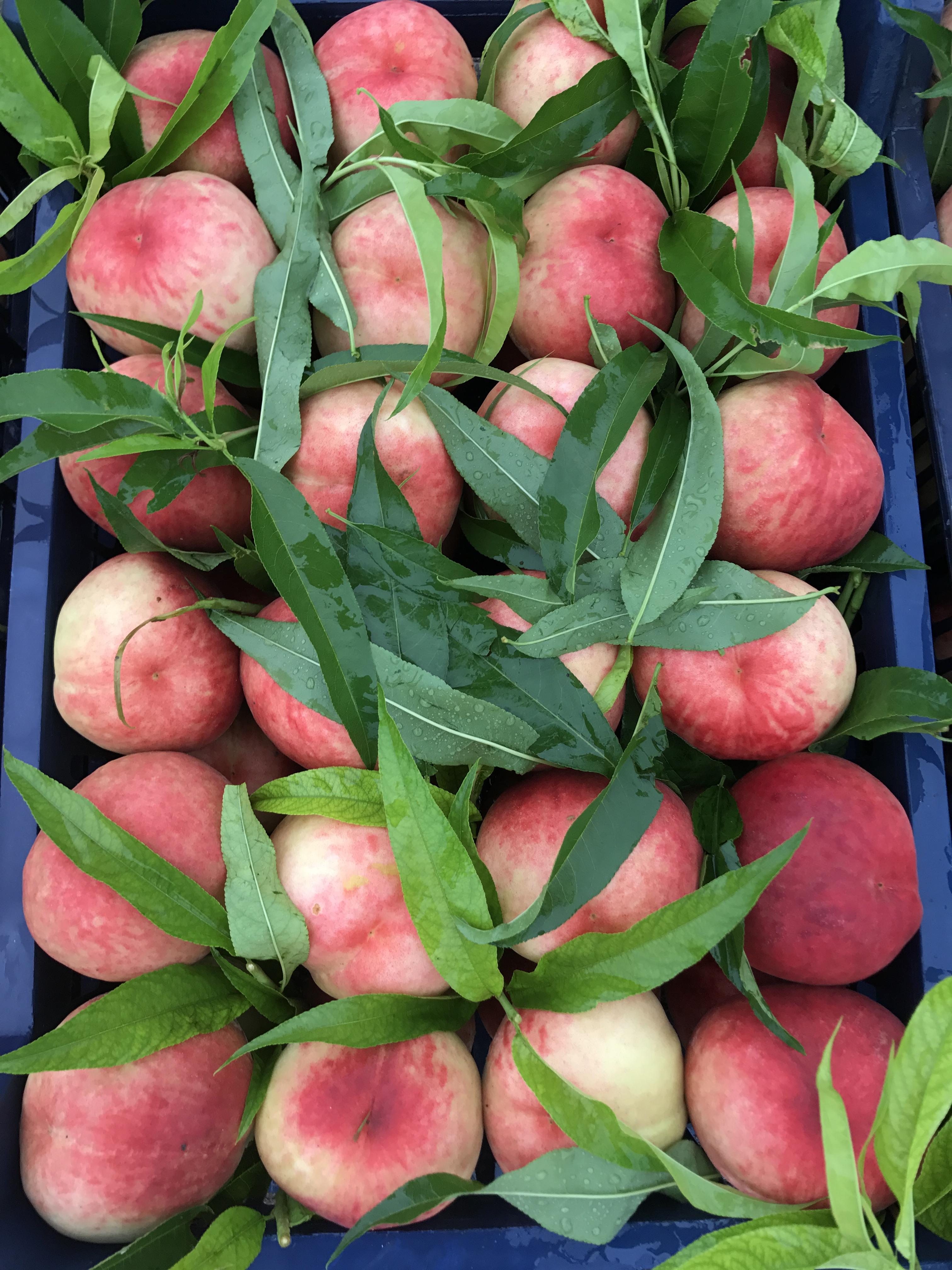 桃樹最新品種介紹大全,全面解析最新桃樹品種