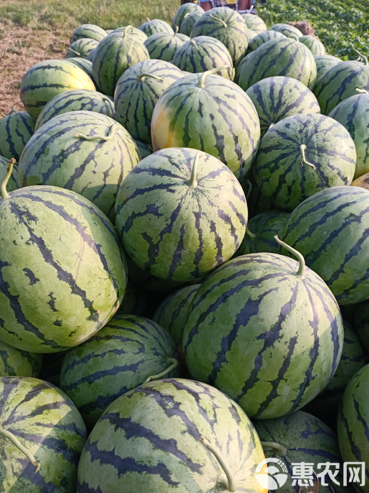 太康縣西瓜最新價格,時代背景下的瓜價變遷