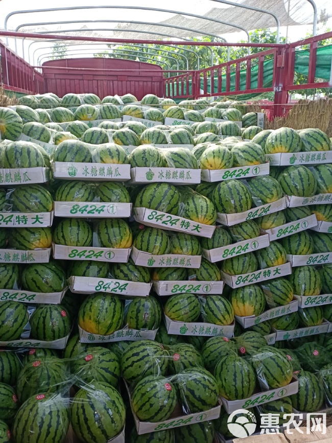 太康縣西瓜最新價格,時代背景下的瓜價變遷