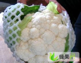 江蘇花菜價格最新動態更新