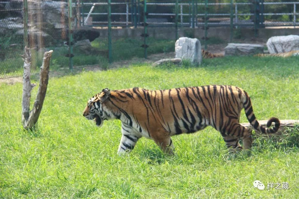 動物園老虎吃人事件揭秘,科技重塑現實,震撼體驗新紀元