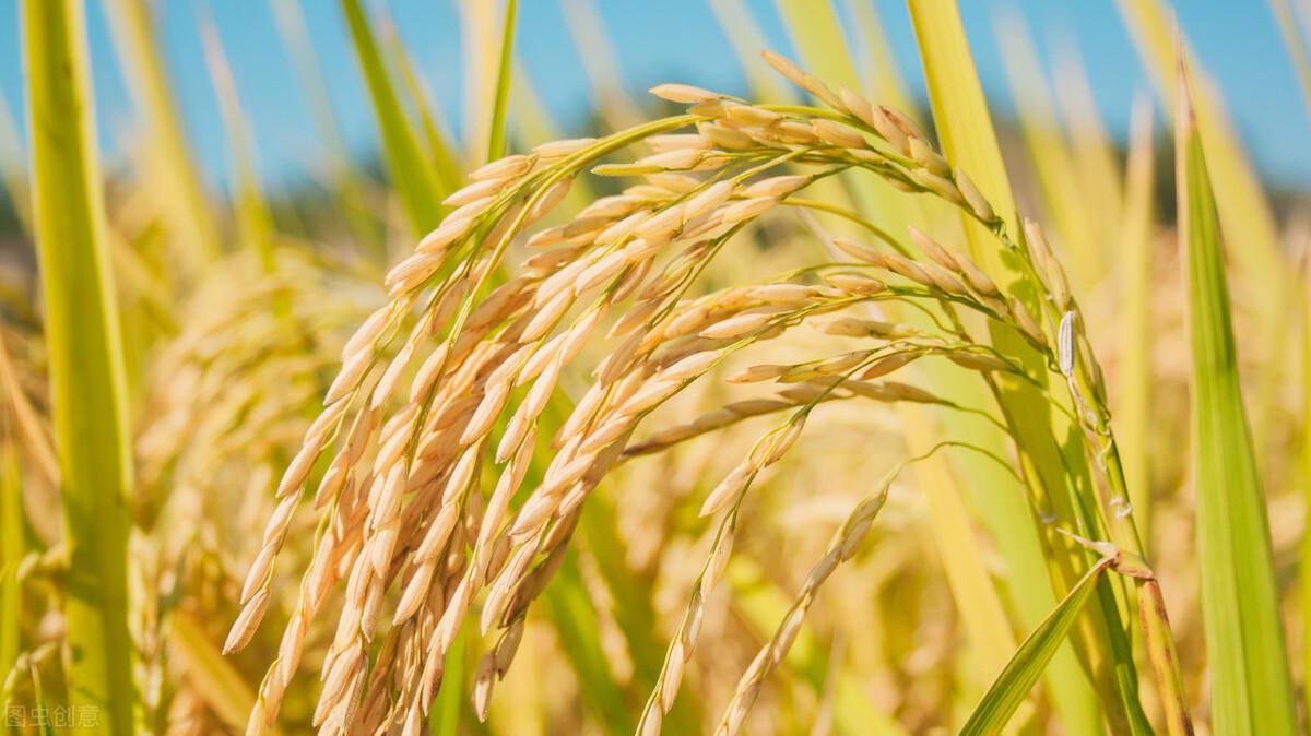 水稻最新價格行情預測,稻田故事中的溫情與價格走勢分析