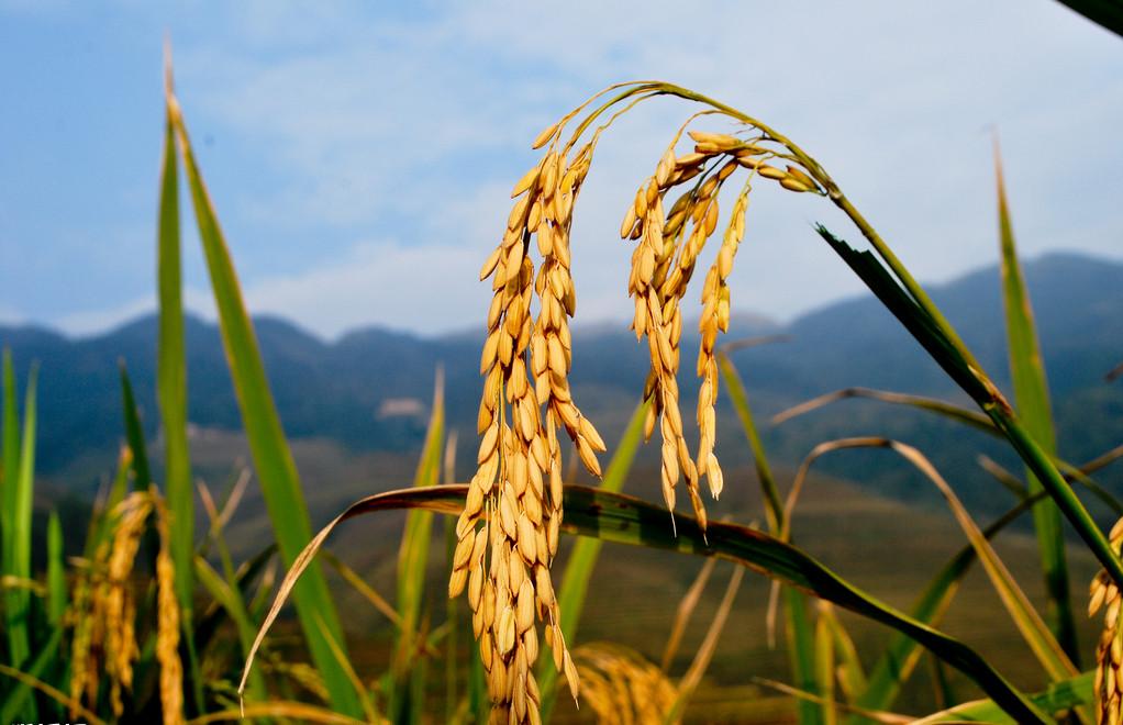 水稻最新價格行情預測,稻田故事中的溫情與價格走勢分析