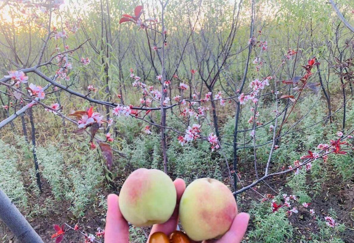 遼寧朝陽長寶最新動態,城市面貌發展與創新并行