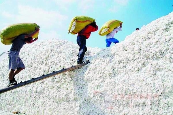 山東最新棉花補(bǔ)貼政策解讀，智能生活啟航！