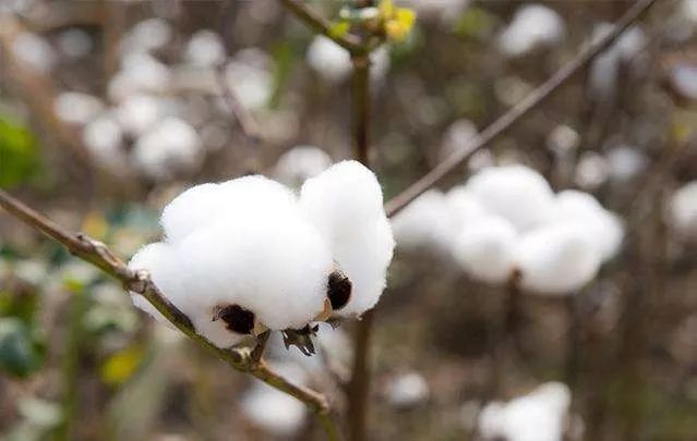 山東最新棉花補貼政策解讀,智能生活啟航!