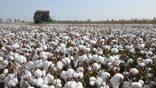 山東最新棉花補貼政策解讀,智能生活啟航!