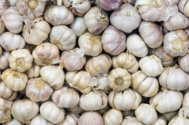 杞縣大蒜今日最新價格行情