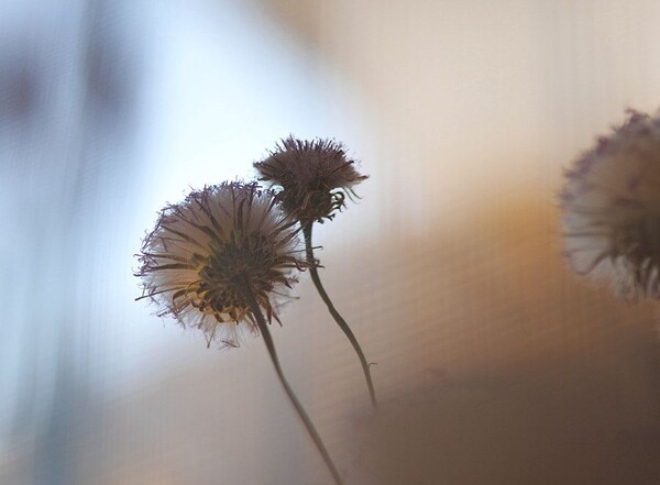 凡口草最新專輯，科技與生活融合之作，引領未來音樂潮流