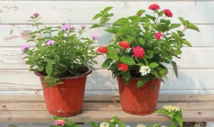 藍(lán)旗魚小夕最新視頻全攻略,觀賞與學(xué)習(xí)技能指南