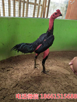 2025斗雞最新視頻，競技與飼養(yǎng)樂趣的完美結合