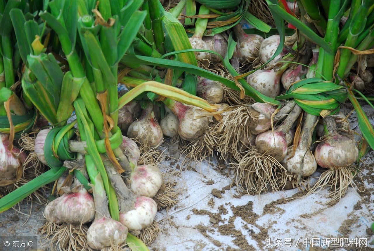 金鄉縣大蒜最新價格揭秘,小巷深處的蒜香寶藏